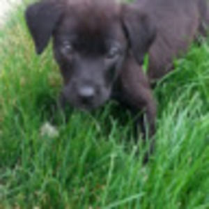 Meet your Posher, Home